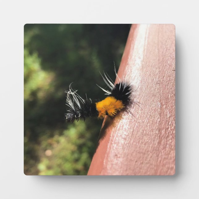 Dancing Caterpillar Plaque (Front)