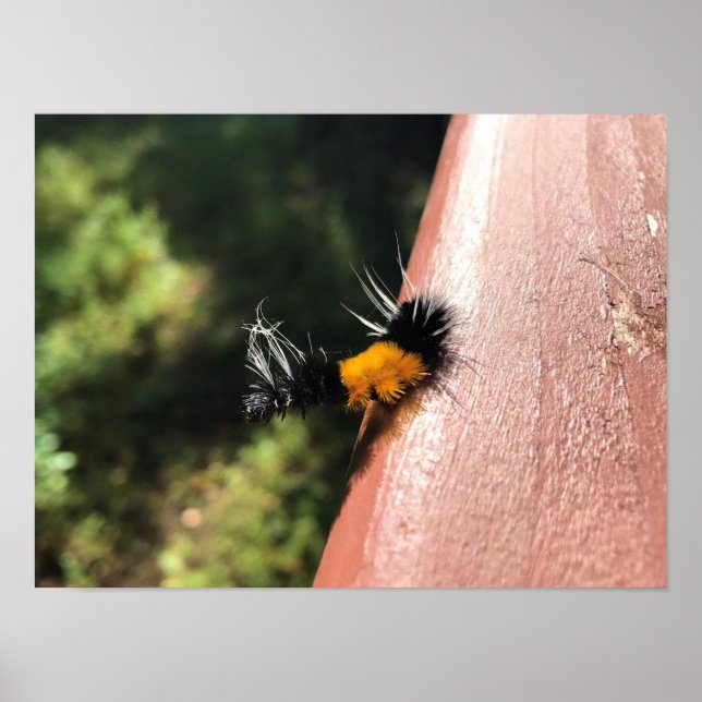 Dancing Caterpillar Poster (Front)