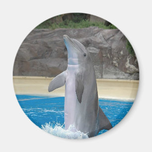Dancing Dolphin Magnet