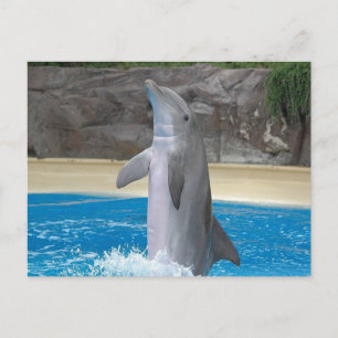Dancing Dolphin Post Card