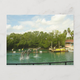 Dancing Dolphins in Miami Postcard