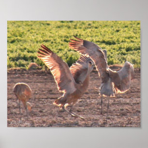 Dancing Sandhills Cranes Poster