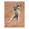 Dancing Sifaka Lemur