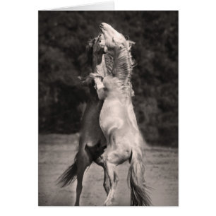 Dancing Stallions