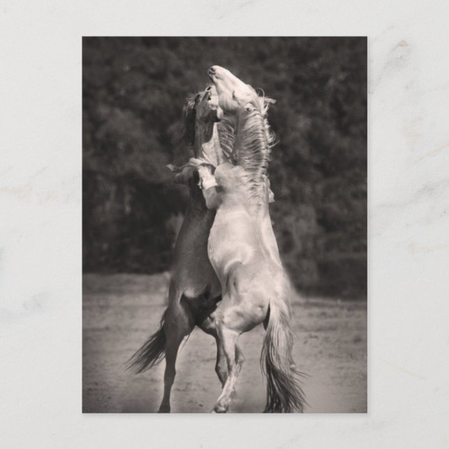 Dancing Stallions Postcard (Front)