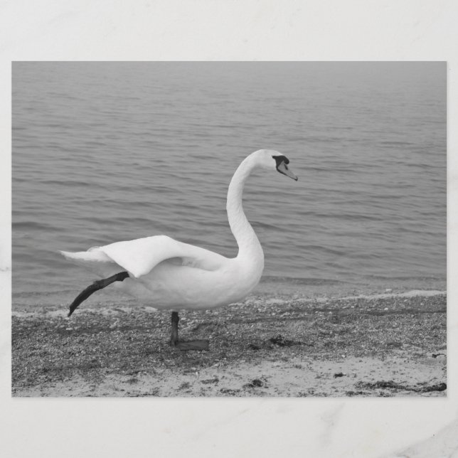 Dancing swan flyer (Front)