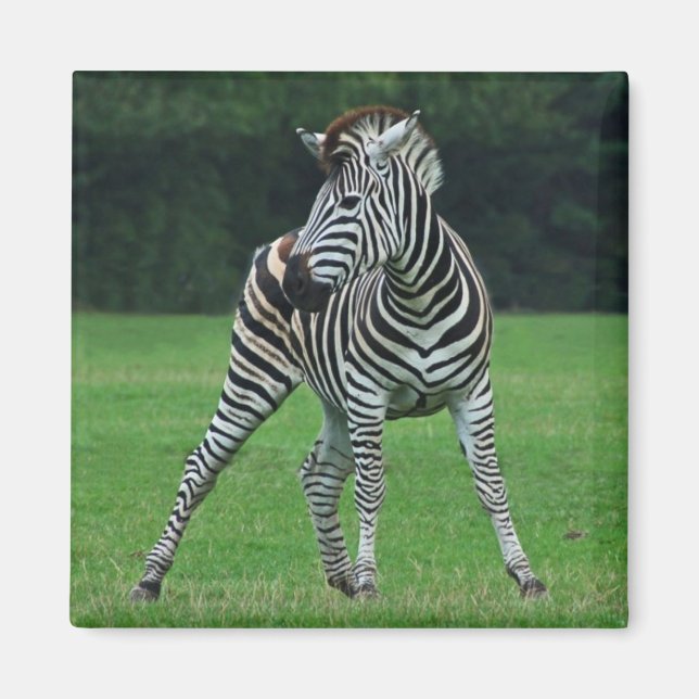 Dancing Zebra magnet (Front)