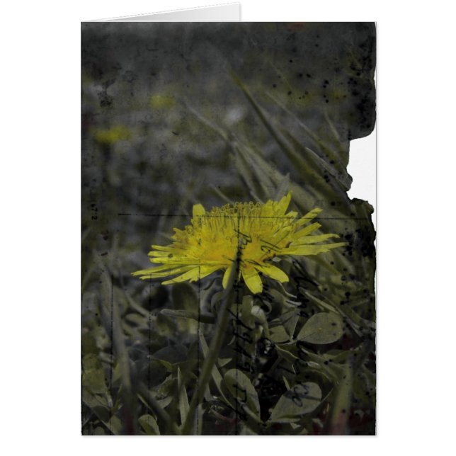 Dandelion (Front)
