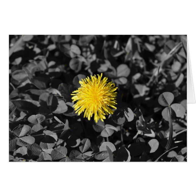 Dandelion (Front Horizontal)