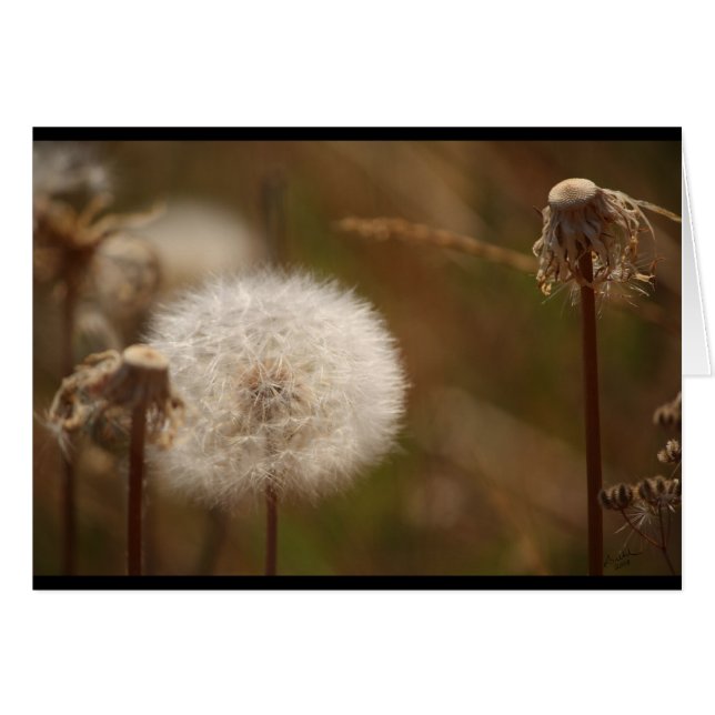 Dandelion (Front Horizontal)