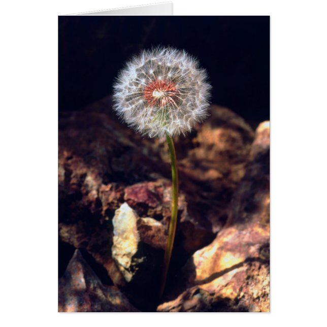 Dandelion (Front)