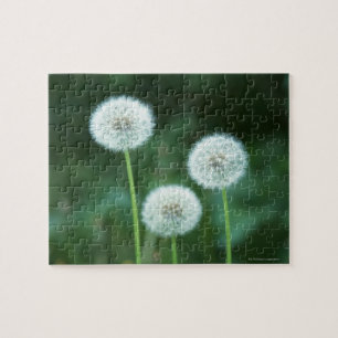 Dandelion 2 jigsaw puzzle