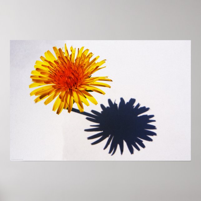 Dandelion and Shadow wapcna Poster (Front)