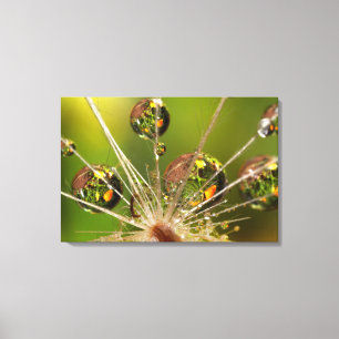 Dandelion And Water Droplets Canvas Print