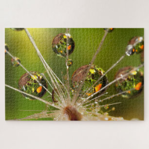Dandelion And Water Droplets Jigsaw Puzzle