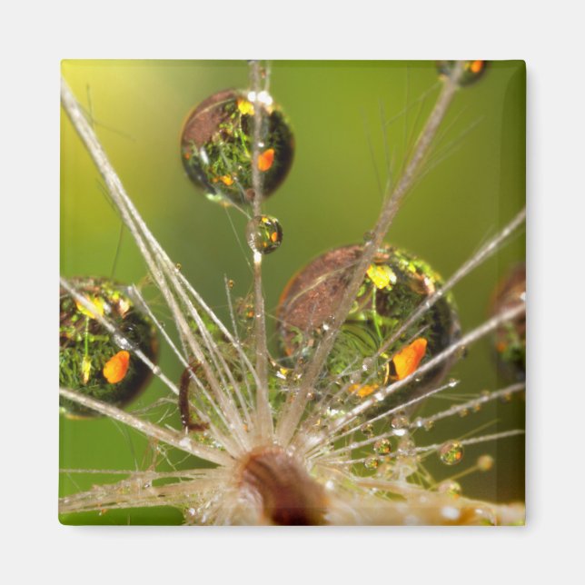 Dandelion And Water Droplets Magnet (Front)