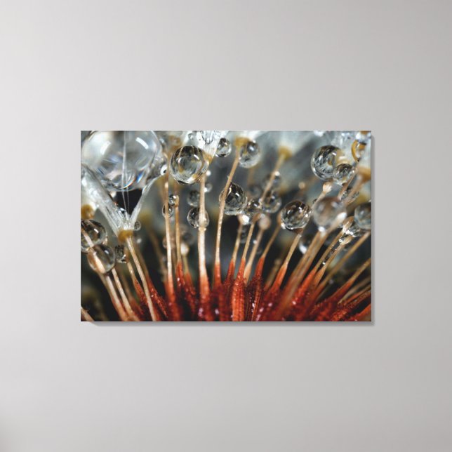 Dandelion and water drops, CA Canvas Print (Front)