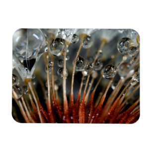 Dandelion and water drops, CA Magnet