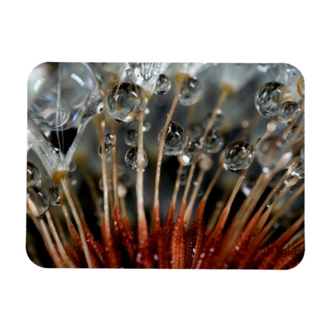 Dandelion and water drops, CA Magnet (Horizontal)