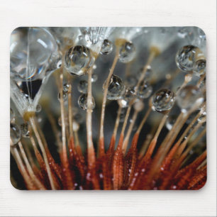 Dandelion and water drops, CA Mouse Pad