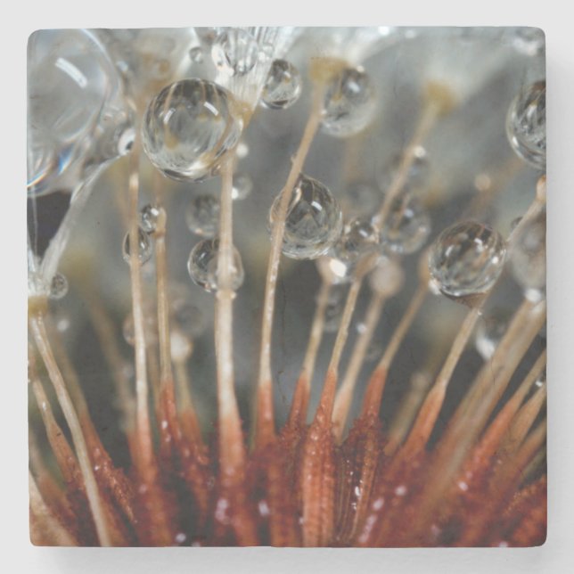 Dandelion and water drops, CA Stone Coaster (Front)