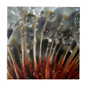 Dandelion and water drops, CA Tile
