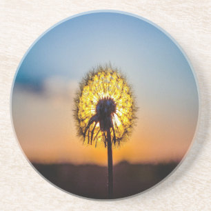 Dandelion at Sunrise Coaster