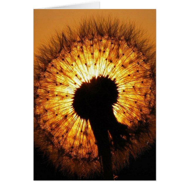Dandelion at Sunset (Front)