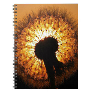 Dandelion at Sunset Spiral Notebook