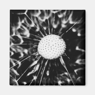 dandelion blacq magnet