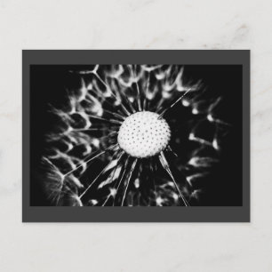 dandelion blacq postcard