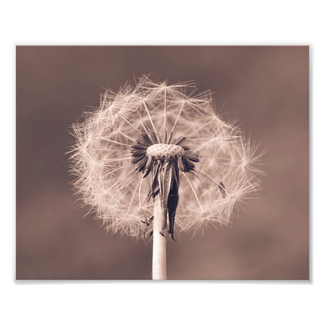Dandelion Blowball Closeup Sepia Photo Print (Front)
