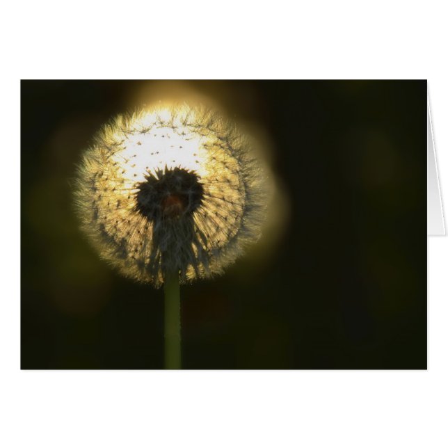 Dandelion Bulb (Front Horizontal)