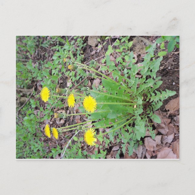 Dandelion Bundle Postcard (Front)
