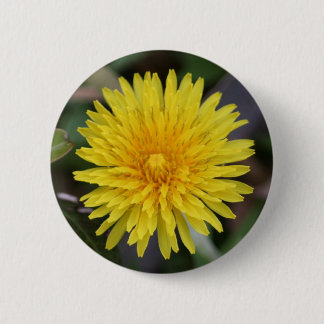 Dandelion Button