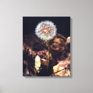 Dandelion Canvas Print