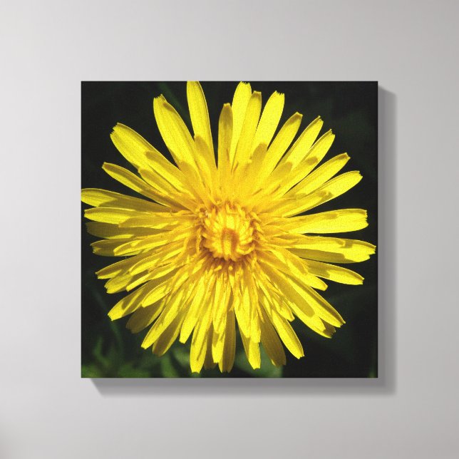 Dandelion Canvas Print (Front)