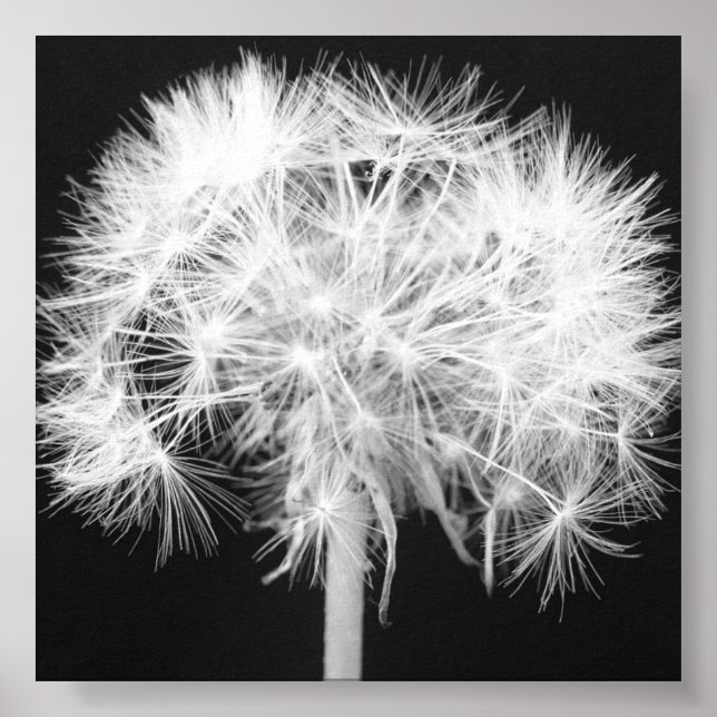 Dandelion Canvas Print (Front)