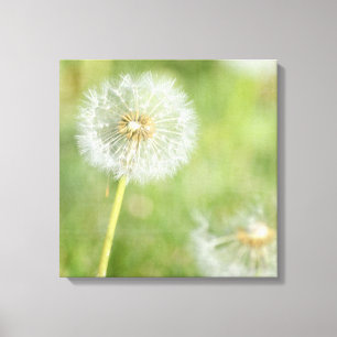 Dandelion Canvas Print