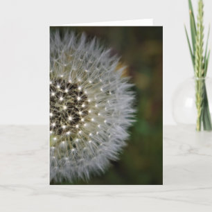 Dandelion, card