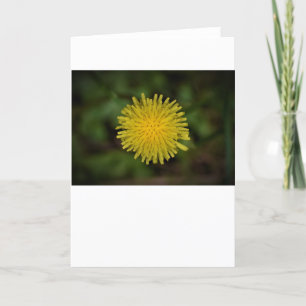 Dandelion, card