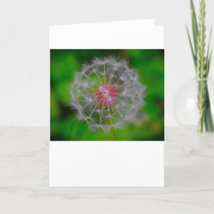 Dandelion, card