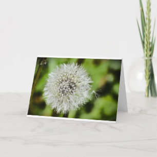 Dandelion, Card