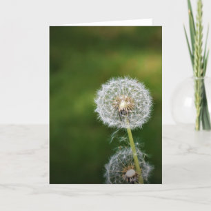 Dandelion, card