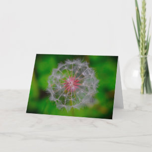 Dandelion, card