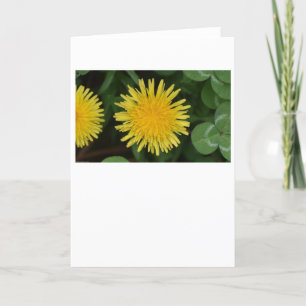 Dandelion, card