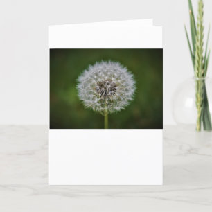 Dandelion, card