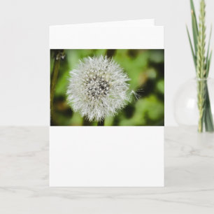 Dandelion, Card