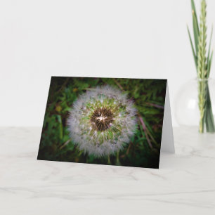 Dandelion, card
