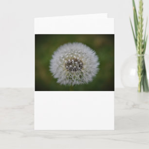 Dandelion, card